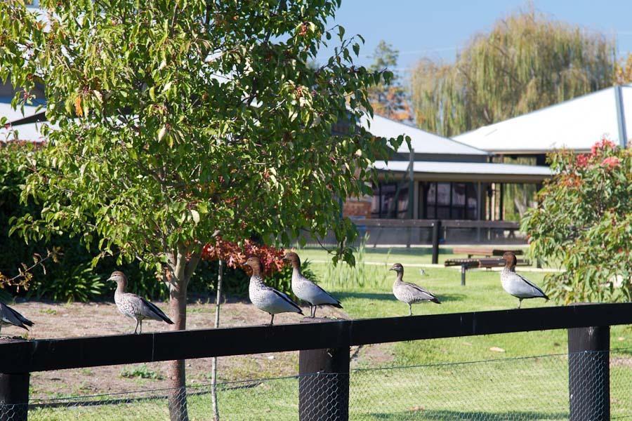 Potters Apartments Cessnock Eksteriør bilde